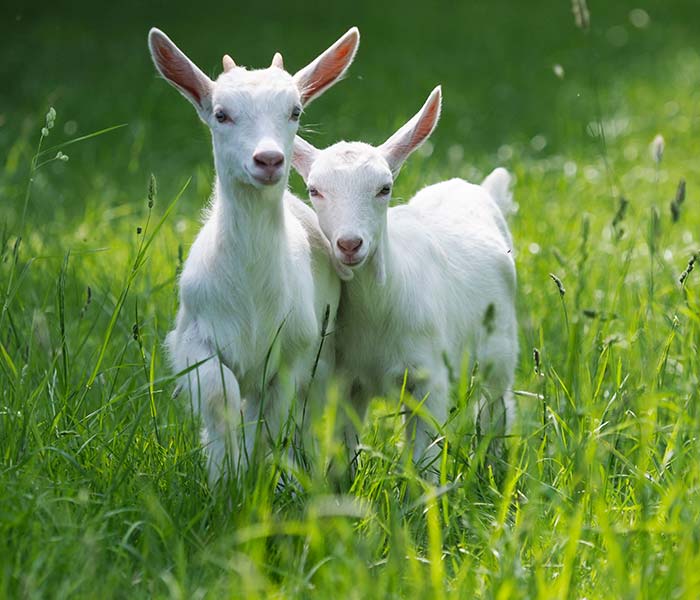 Votre éleveur de chèvres à Pliboux