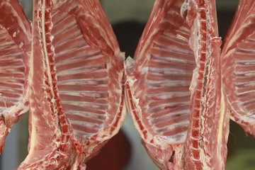 Commandez votre viande de chevreaux à Pliboux