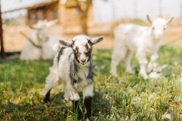 Vente de chevrette pleine à Pliboux