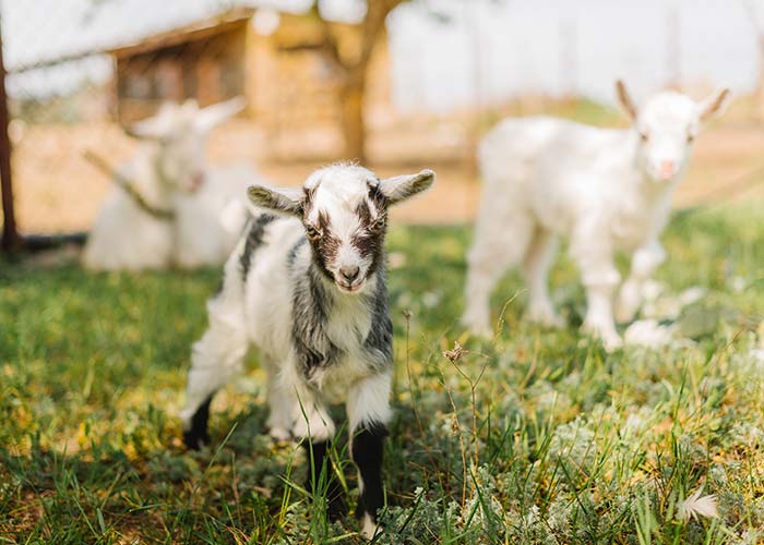 Vente de chevrette pleine à Pliboux