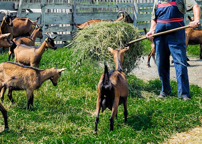 Élevage caprin à Pliboux